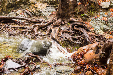 Autumn nature with rocks and leaves in Troodos mountains in Cyprus