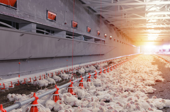 Feeding chickens in factrory