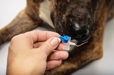 the dog sniffs intravascular catheters after extraction