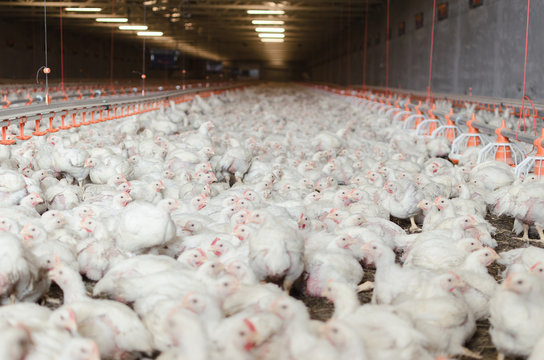 Inside of chicken factory.