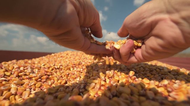 Farmer's hand over golden ripe harvested kernels of maize crop, concept of abundance and great yield after successful harvest