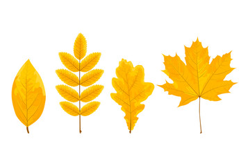 Set of the four yellow leaves