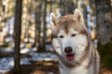 Close-up Portrait of serious Beige and white Siberian Husky dog in spring season in the forest