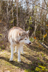 Fototapeta premium Profile Image of funny dog breed Siberian husky standing in the forest and eating fresh leaves in spring