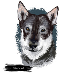 Jamthund, Swedish Elkhound, Swedish Moosehound dog digital art illustration isolated on white background. Sweden origin northern breed dog. Pet hand drawn portrait. Graphic clip art for web print