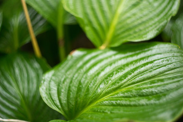 photo for background of green tropical leaves with water drops