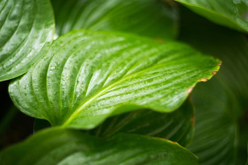 photo for background of green tropical leaves with water drops