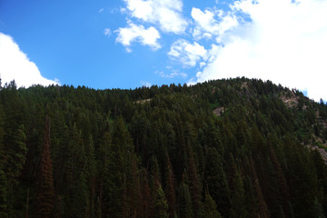 tree filled mountain Utah