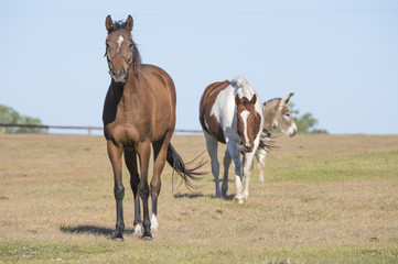 Obraz premium Horses and donkey in pasture