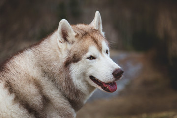 Profile Portrait of funny beige and white Siberian Husky dog sitting on mountains background