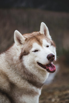 Close-up Portrait of funny beige and white Siberian Husky dog sitting on mountains background and looking to the camera
