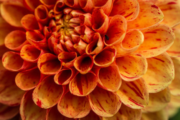 Fototapeta na wymiar Flowers dahlias in the botanical garden