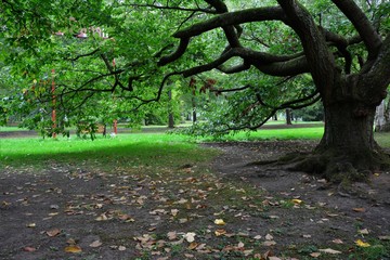 Alter Baum mit verzweigten &Auml;sten