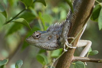 Obraz premium Oriental Garden Lizard - Calotes versicolor, colorful changeable lizard from Asian forests and bushes, Sri Lanka.