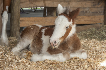 Naklejka na ściany i meble Clydesdale-pony cross foal lying in barn stall