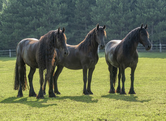 Naklejka premium Three Friesian horses stand