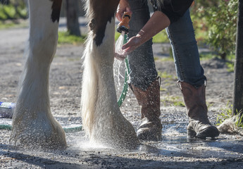 Person bathing hairy horse