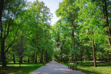 Beautiful alley with green trees in Lazienki Park at Warsaw Poland