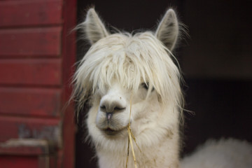 muzzle of white llama alpaca with bangs