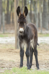 Poitou donkey foal