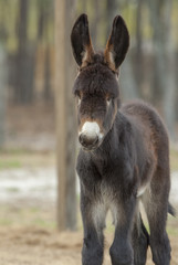 Fototapeta premium Poitou donkey foal