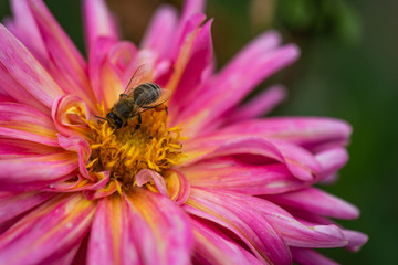 Flowers dahlias in the botanical garden