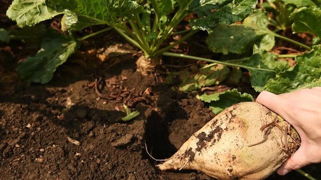 Farmer extracting sugar organically grown beet root crop manually from the ground