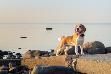 Cute beagle dog on a walk at the shore looking on the left