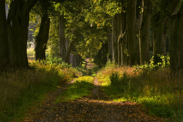 Autumn country road, Poland, around the city of Elblag