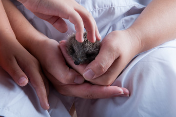 happy mother girl examines young hedgehog and shows it to children. Hands with mammal. close-up. concept of healthy lifestyle in nature, the love of peace, respect for nature, motherhood in farm