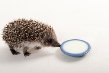Funny young hedgehog is drinking milk from saucer in studio on isolated white background. Concept of healthy lifestyle in nature, the love of peace, respect for nature, childhood in the countryside