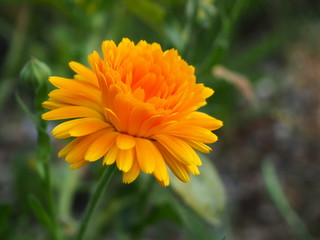 Orange beautiful macro flower, photo background