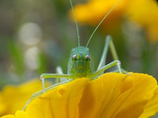 a grasshopper on a yellow flower
