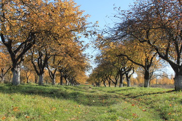 beautiful autumn apple garden