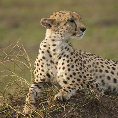 Cheetah