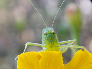 a grasshopper on a yellow flower
