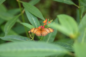 Schmetterling in Nahaufnahme