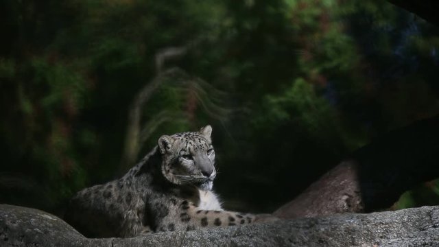 A Himalayan snow leopard (Panthera uncia) lounges on a rock, beautiful irbis in captivity at the zoo, National Heritage Animal of Afghanistan and Pakistan, elegant cat having rest on the stone