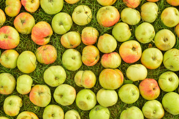 Apples on a grass as a background