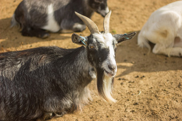 gray goat with beard and horns
