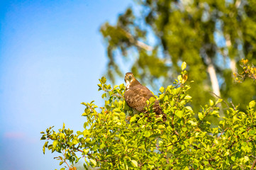 the falcon sits on a tree