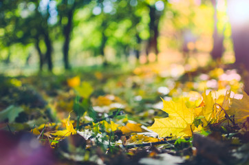 Obraz na płótnie Canvas Autumn scene in a park