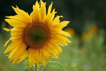 Sonnenblume