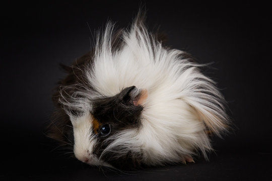 Fluffy young guinea pig