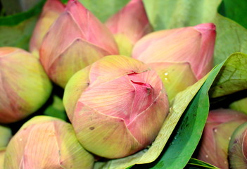 Pink lotus bud on green leaves background. 