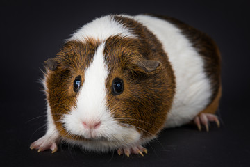 Young guinea pig