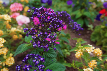 Obraz premium close view of pretty purple flower