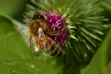 Biene auf Distel