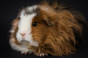 Fototapeta premium Fluffy young guinea pig