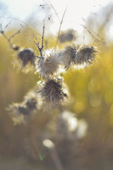 Dried thistle flowers in a prairie in the later afternoon
